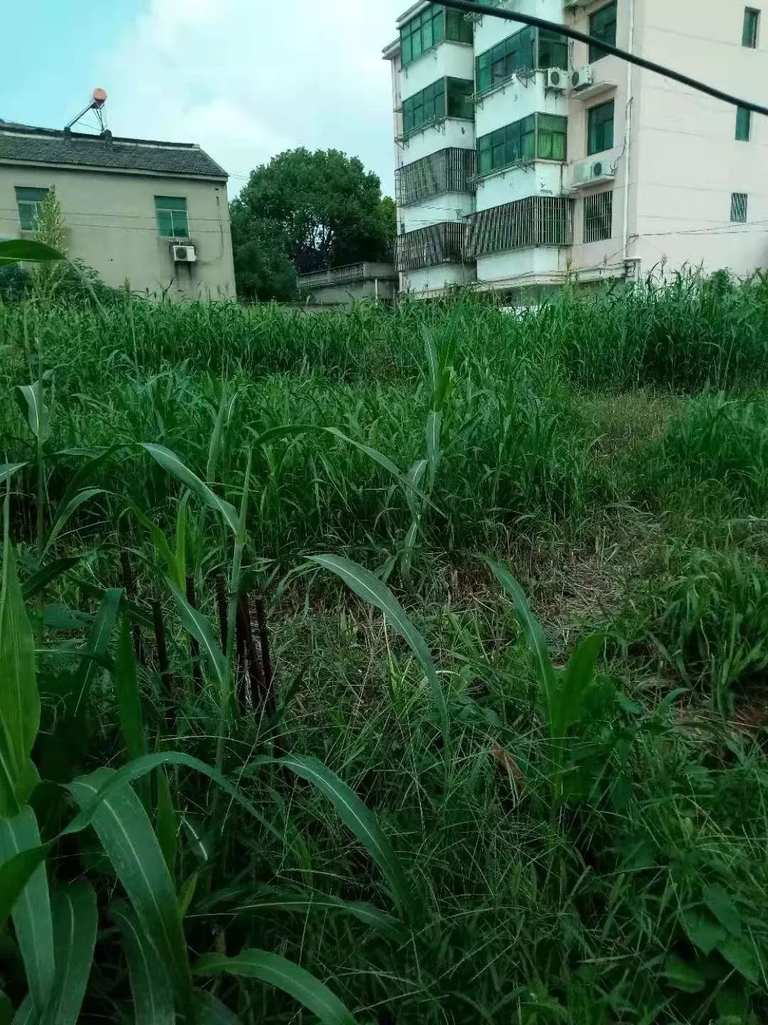 辛丰人口_人口普查(3)