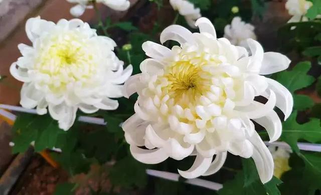 中秋节来楼观台吃菊花火锅，这样过小长假才够范儿