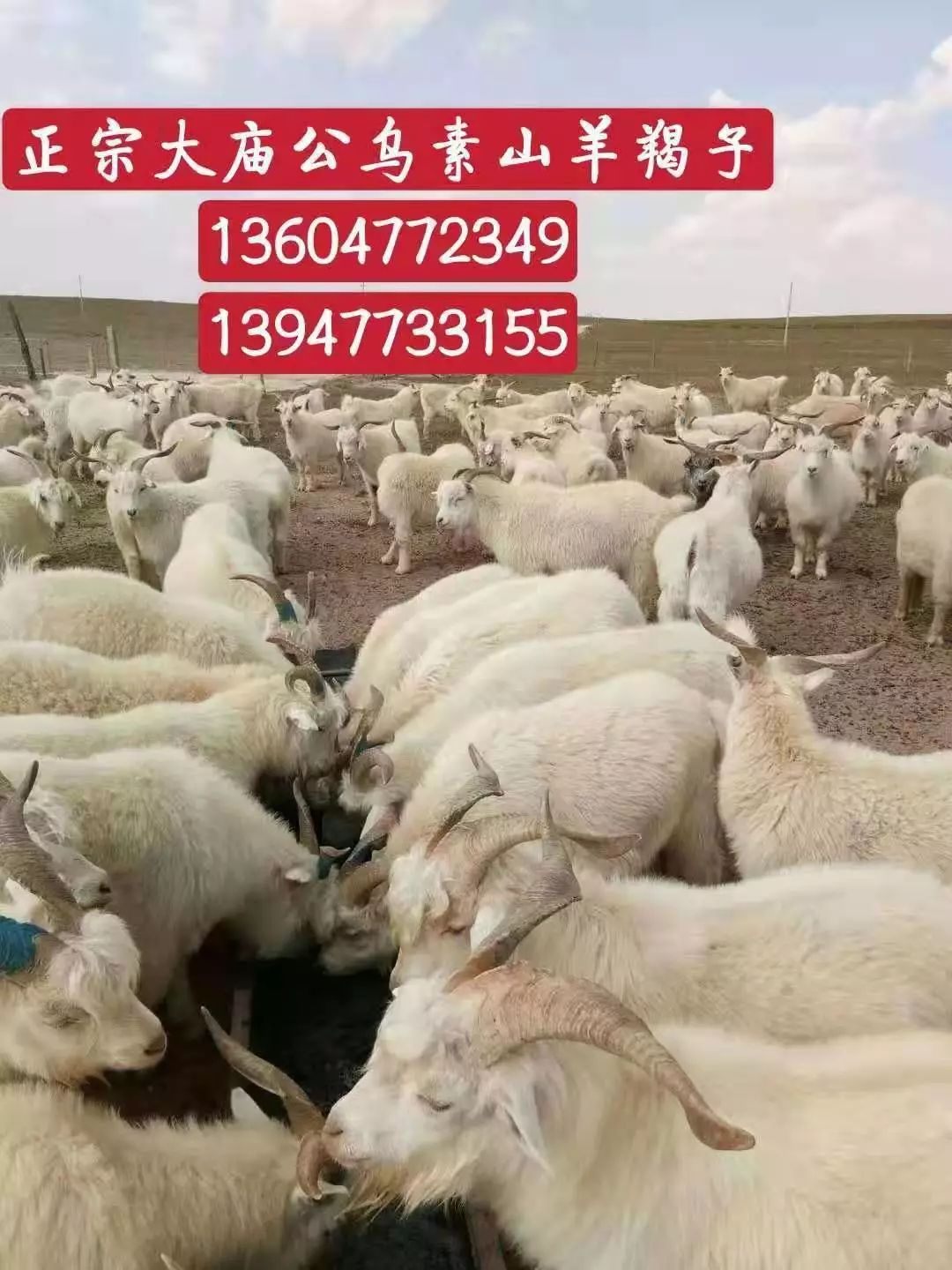八公草什么成语_草什么花什么成语
