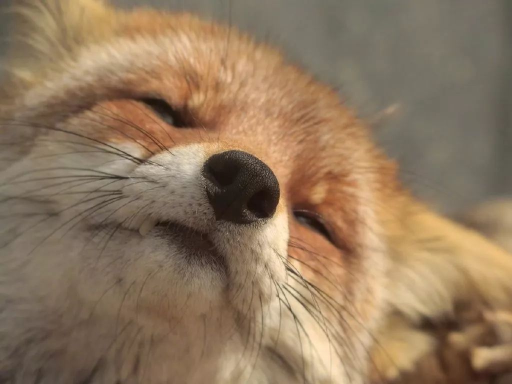 睡不醒的眯眯眼小狐狸,好困呀
