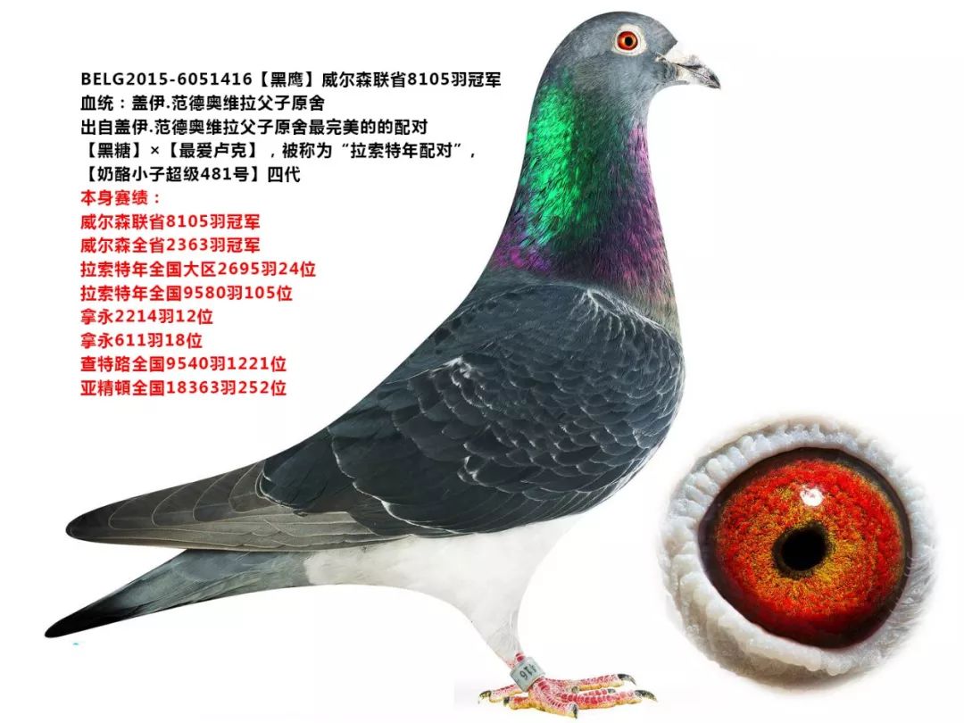 最新2019年kbdb中长距离一岁鸽王冠军欣赏!