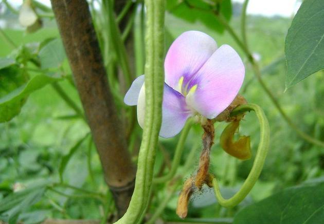 豆角开花时期也是一个比较关键的时期,开花结荚就意味着产量的形成.
