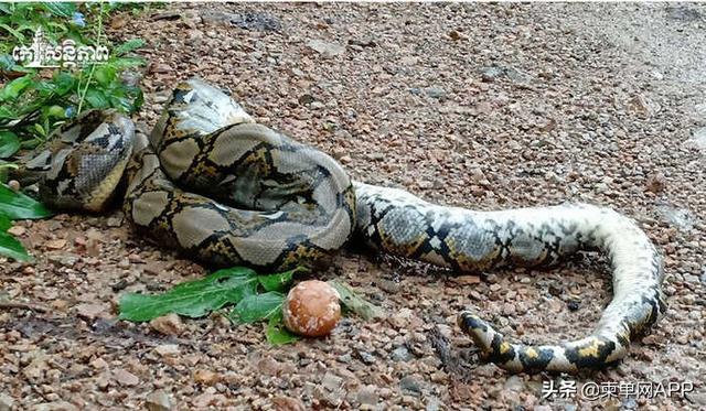 柬埔寨贡布蟒蛇成灾,引发村民恐慌