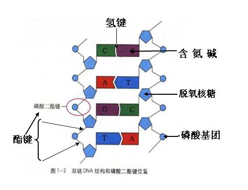 知识汇总丨高中生物基因工程的那点事 你知道多少 目的