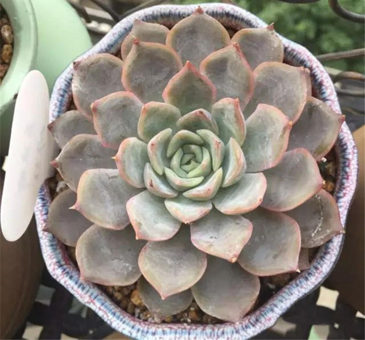 多肉怎么度夏不徒长 7a97a702532041cfb7540d4d2017d1a0.jpeg