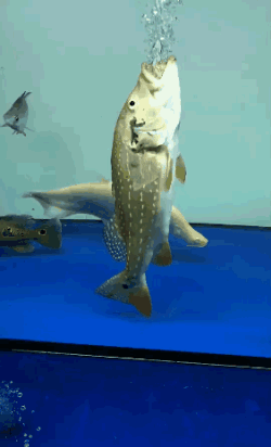 7c5e562c0f0a4b768f22e9c61bde638d.gif