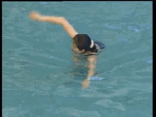 7df431c564aa4d50b9bc57317be3786a.gif