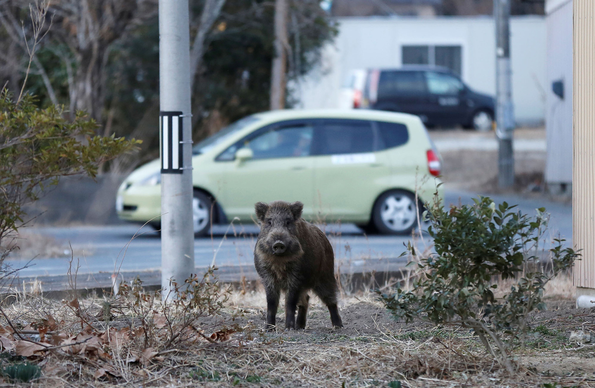 日本福岛核泄露11年后：变异动物满街跑，野猪泛滥疯长400斤 - 知乎
