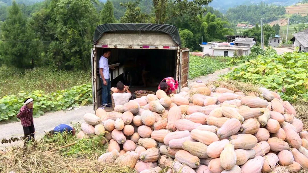 去年10月,绥阳县宽阔镇柏杨村启动"我有十亩地"项目,这种新型农业发展