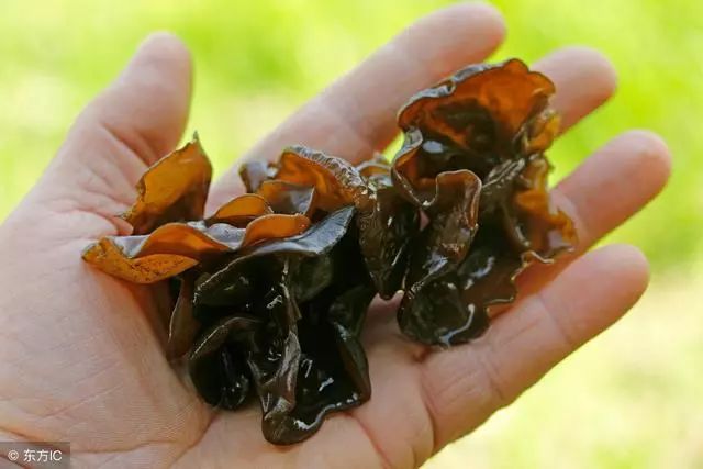 怎么种蘑菇和木耳 97278828d20f42c4a556b1020589103f.jpeg