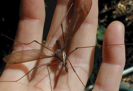 美国最恐怖的 蚊子 ,集体出动,简直就是动物版的 吸血鬼