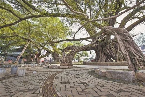 广西最老古树有2300岁!快来看看长啥样