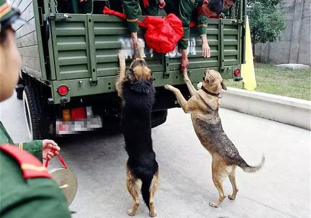 老兵退伍时被军犬咬住行李,只能含泪让爱犬坐下,分别场面感伤