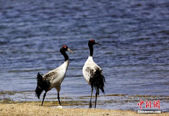 2019年青海湖繁殖水鸟增加超过1.2万只