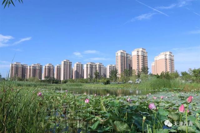天津市王稳庄镇GDP_天津市西青区王稳庄镇(2)