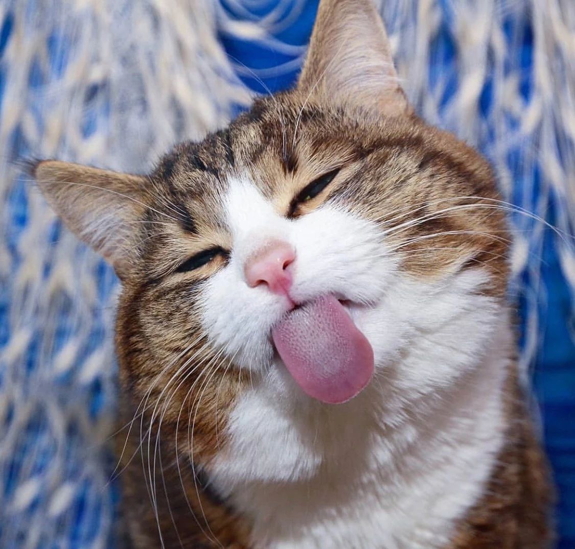 一只猫和一个女孩的头像 c58fac11b3e44717bb18661eec444c0f.jpeg