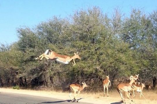 獵豹死命追趕羚羊性命堪憂，情急之下飛身進車窗內，厲害了我的羊 寵物 第3張