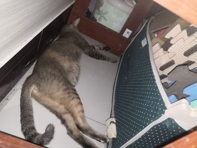 原创喵星人睡姿大赏,看到最后一只猫,忍不住笑出声