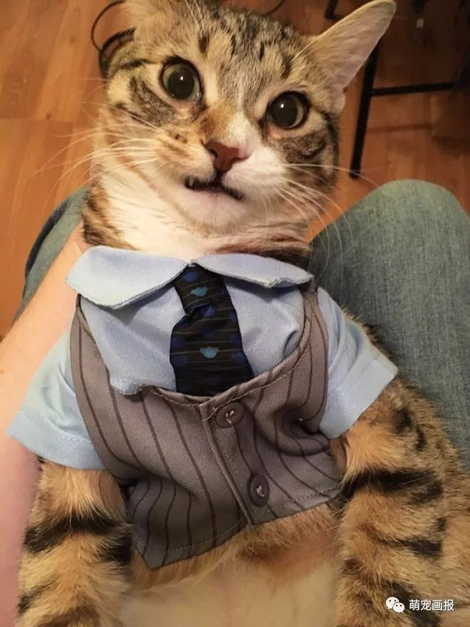 打上领带之后的猫咪绅士范儿十足