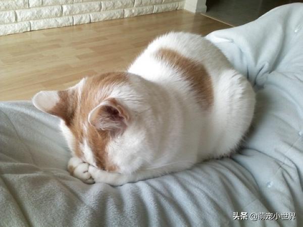 晚上睡觉经常梦到猫，梦境背后的深层含义与解析