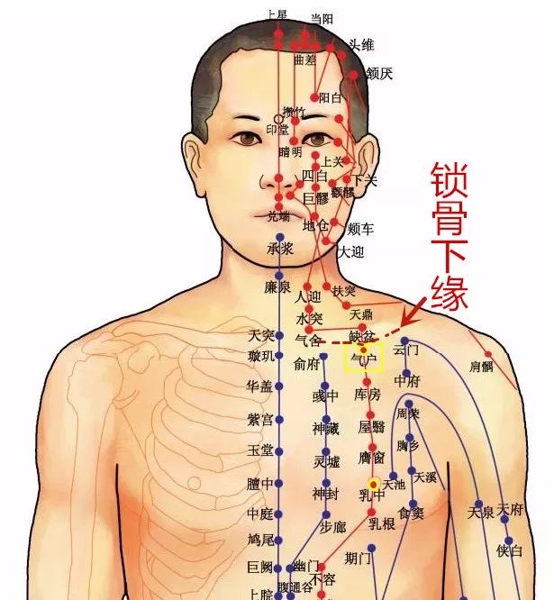 穴位知识十二经脉足阳明胃经之气户穴