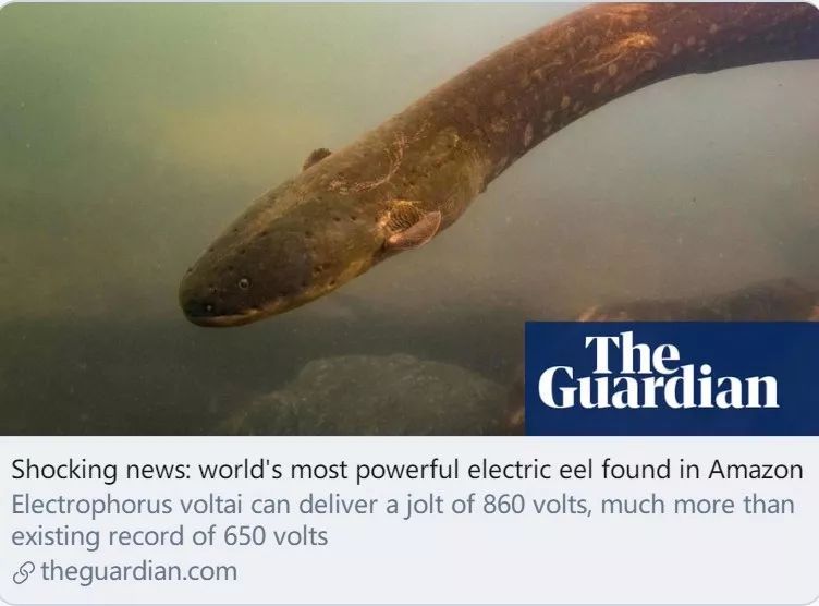 电鳗新物种:强劲电力的记录刷新了!
