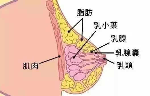 有一层薄薄的肌肉但因为脂肪和乳腺下这是无法避免的运动减脂势必会把