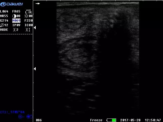 宠物b超机在犬子宫的应用 情况