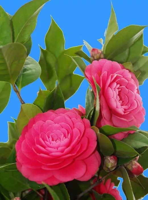 山茶花歌曲谱曲_山茶花歌曲的图片