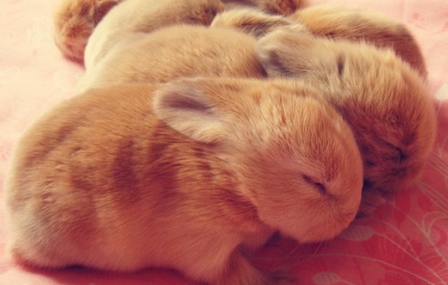 兔子的耳朵有什么奇特的作用 f16ca8a1a40c49d1b3f88159b0d2b8c5.jpeg