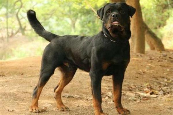 地球上10大护卫犬,杜宾犬和波尔多犬均上榜,你养了哪个?