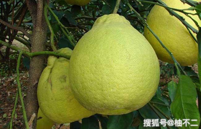 沙田柚是广西容县的特产.