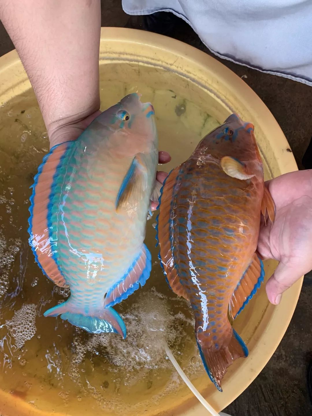 青衣鱼的肉质肥厚丰腴,口感弹嫩鲜美,红烧最能品味到此鱼的醇厚滋味
