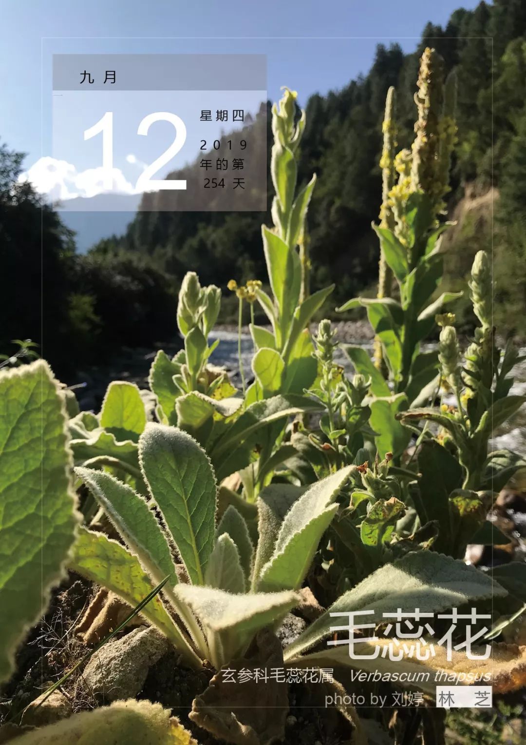 毛蕊花是二年生草本,全株被密而厚的浅灰黄色星状毛;基生叶和下部的