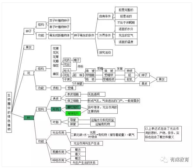 2020中考生必看:初中生物思维导图解析大全_绿色植物