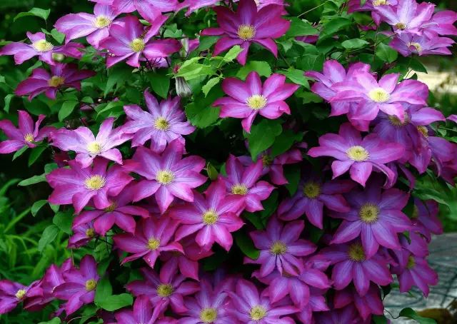 铁线莲 clematis 学名:clematis 科属名:毛莨科铁线莲属 花语:心灵之