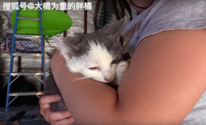 猫去世后回来找主人 1c24b0c693ea48ee85d69f3cf65fb5b9.png