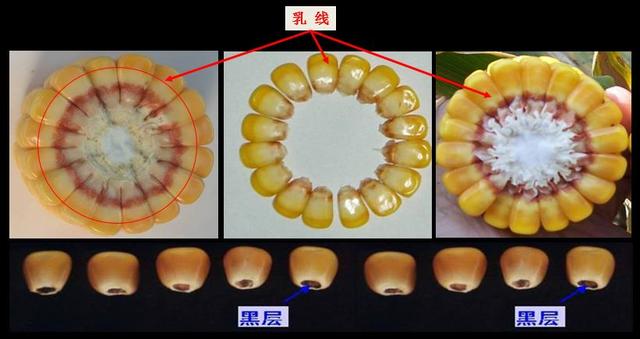 注意,玉米早收减产幅度大