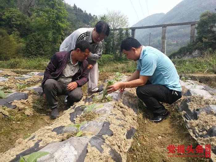 图为曹兴洪(中)在东源村高山优质烟叶基地检查烟叶生