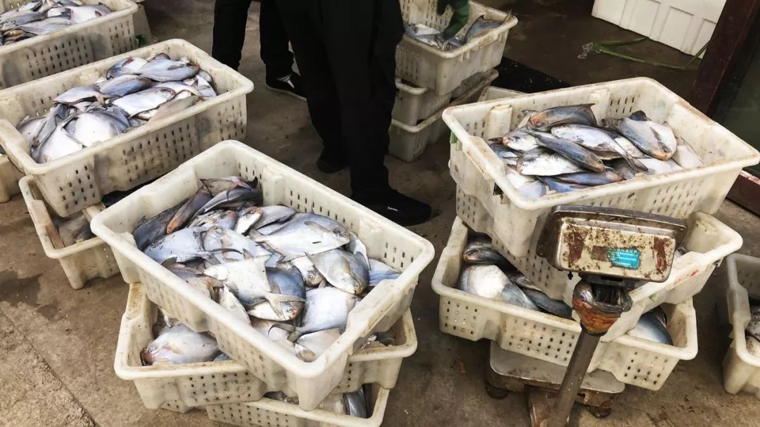 开海迎来鱼满仓中秋临近忙抢鲜