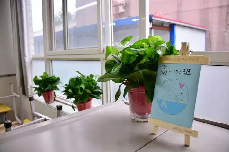 随处可见的绿植为教室平添了几分大自然的气息