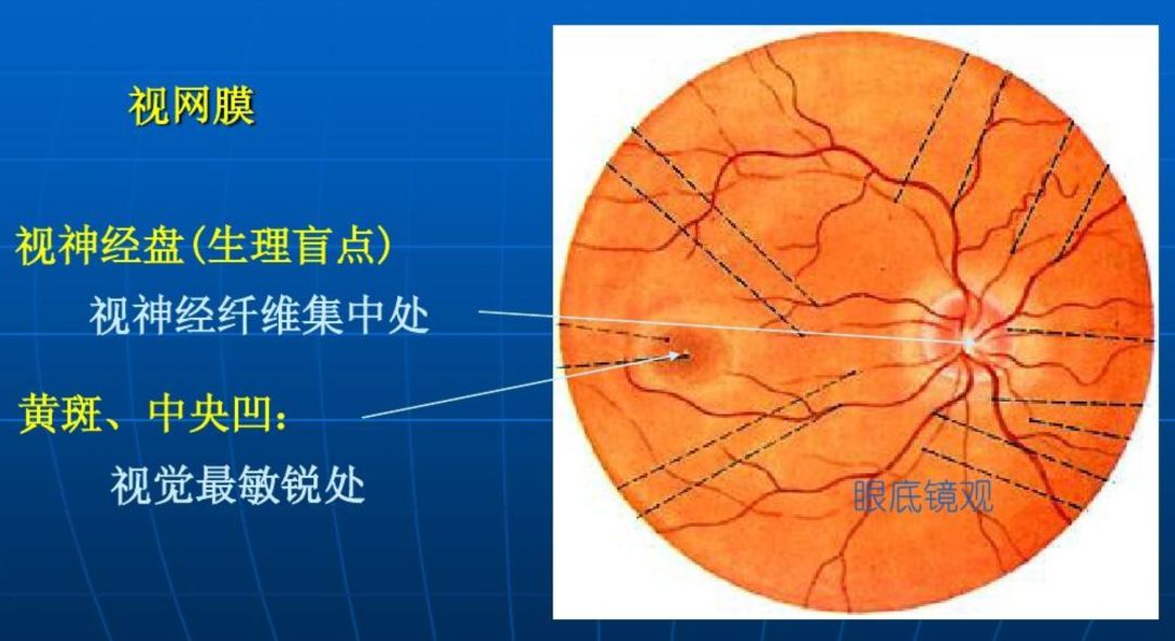 生理-视锥细胞 vs 视杆细胞