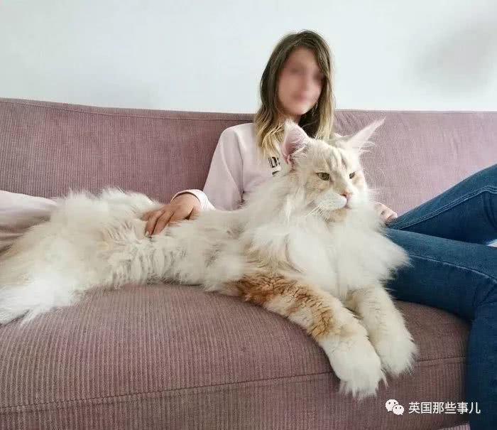 这只发量超浓密的巨型缅因猫简直是男友理想型啊