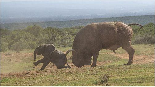 新生象犊莫怕牛，小象怀揣迷之勇气单挑公牛