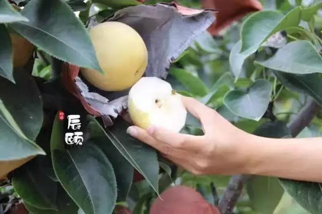 ��������:�ƽ��桪�����۶�֭,�����ʿ�