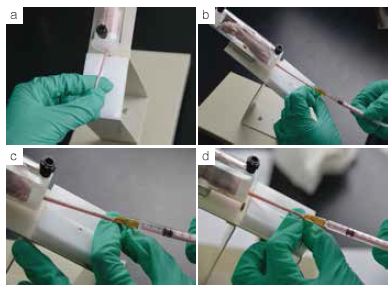 一篇全搞定! 史上最全的AAV动物实验注射攻略