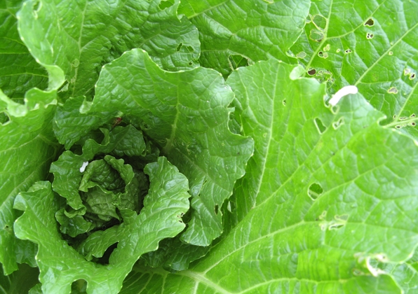 虱什么氧成语_成语口中蚤虱图片(2)