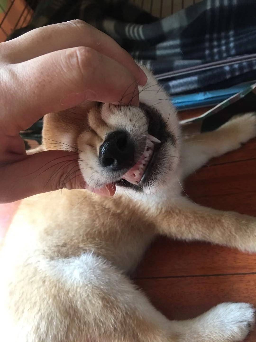 柴犬咬人应如何处置?短短200字,铲屎官受益匪