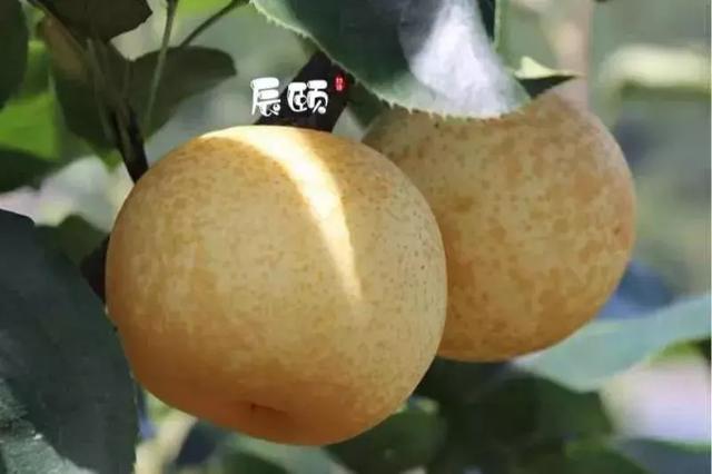 ��������:�ƽ��桪�����۶�֭,�����ʿ�