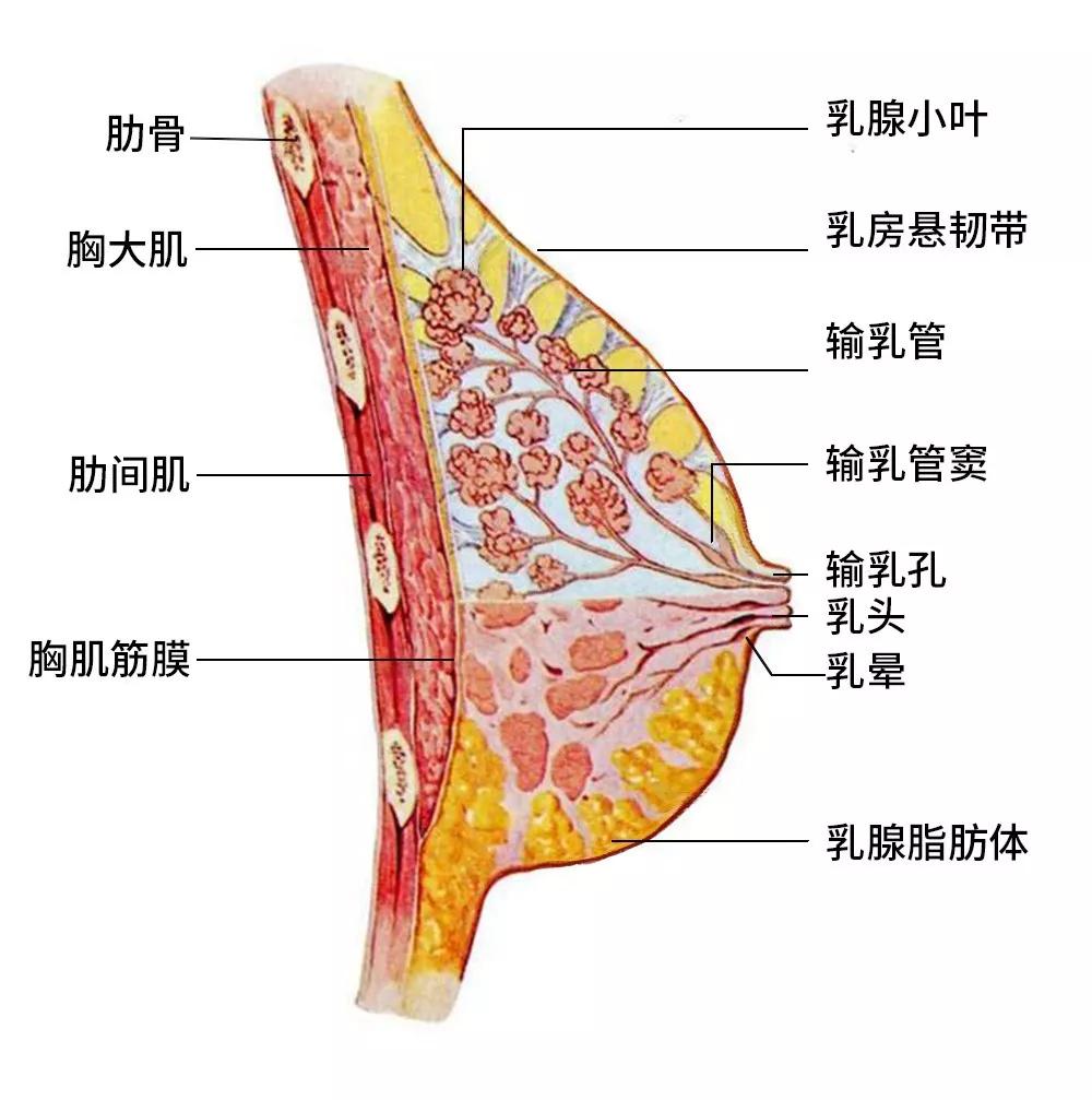 看到断奶后耷拉到肚脐眼的胸乳房下垂怎么办